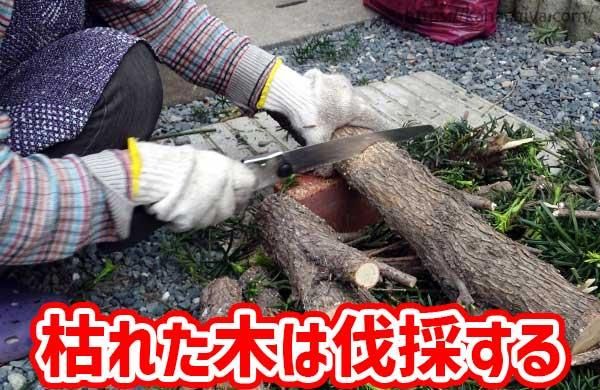 枯れた木は伐採する