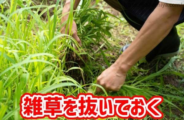 雑草を抜いておく
