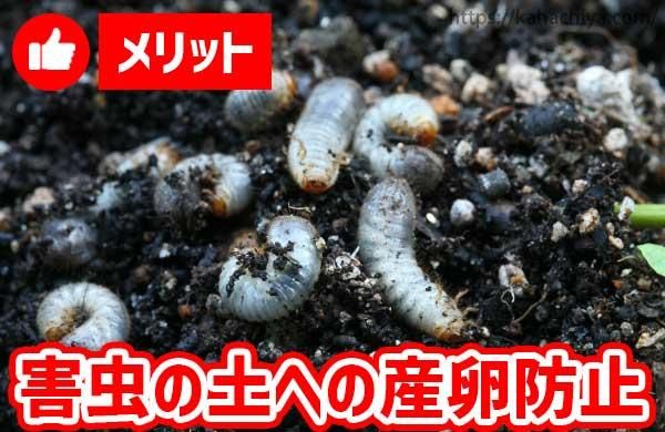 害虫の土への産卵防止