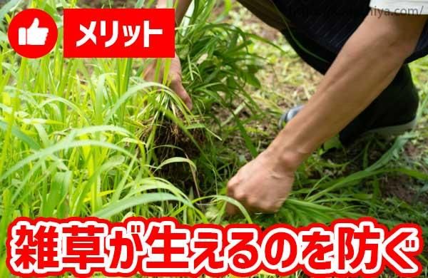 雑草が生えるのを防ぐ