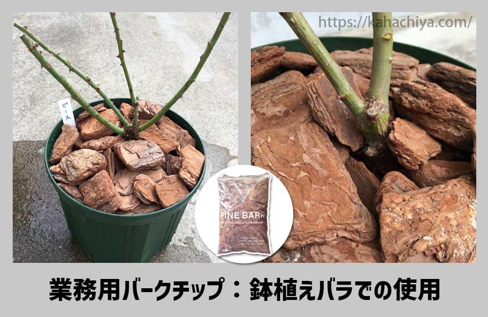 鉢植えバラでの使用事例