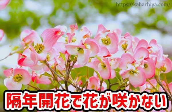 隔年開花で花が咲かない