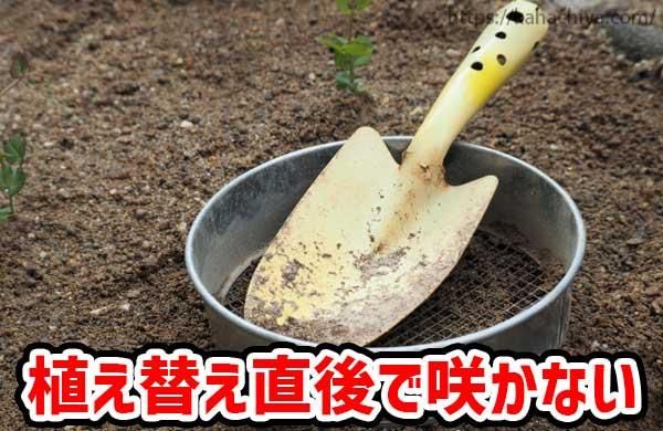 植え替え直後で花が咲かない