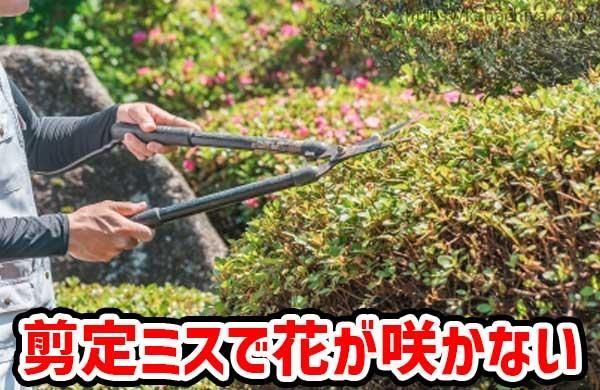 剪定ミスで花が咲かない