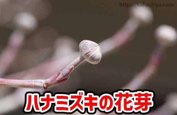 ハナミズキの花芽