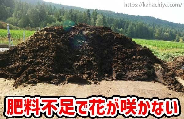 肥料不足で花が咲かない