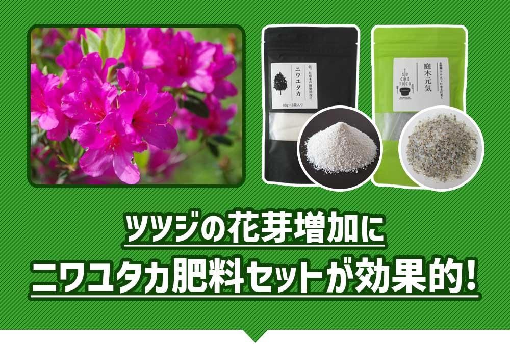 ツツジの花芽増加にニワユタカ肥料セットが効果的です
