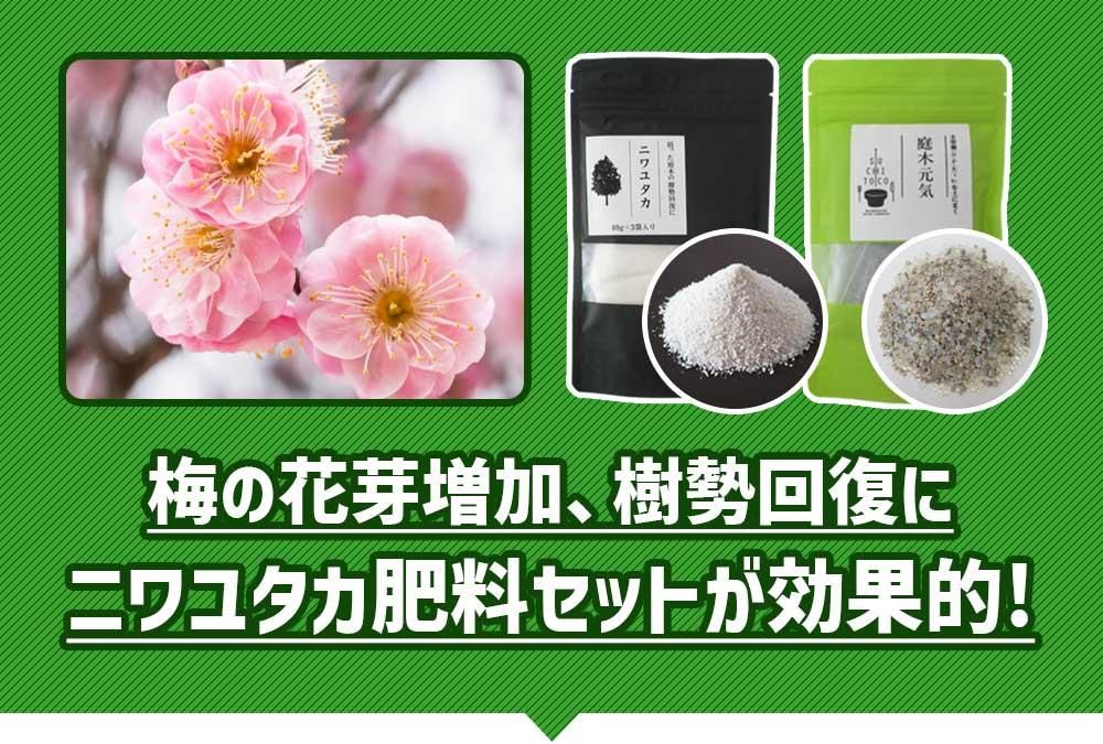 ߤβֲá˥˥楿åȤŪ