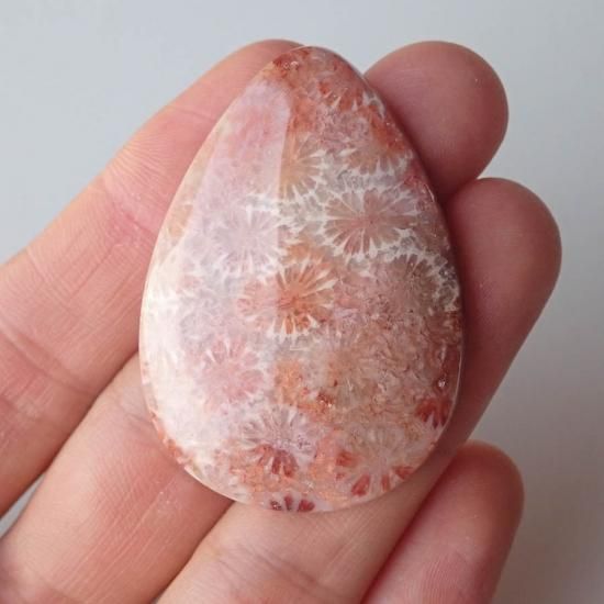 特大菊目模様 フォッシルコーラル 50x35x9mm 610A - IRODORI STONE