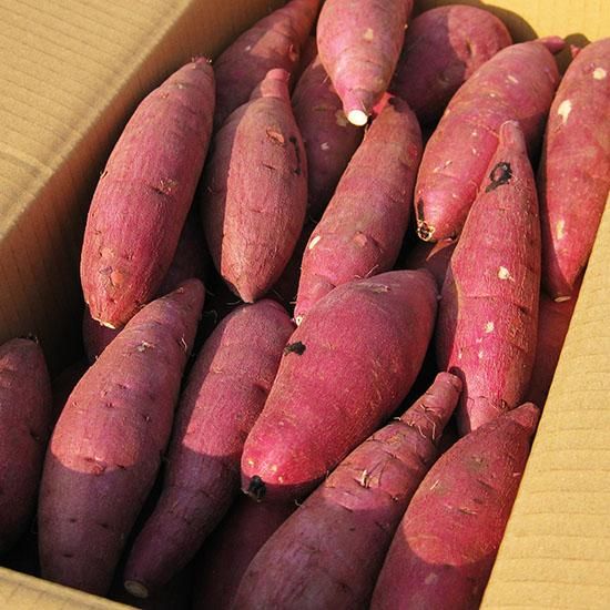 本場鹿児島の追熟さつまいも 紅はるかの通販 ベリーファインファーム かごしま食彩市ーオンラインショップ