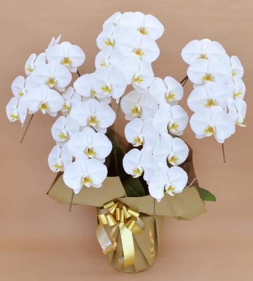 胡蝶蘭 5本立て 35輪以上 花寅webshop