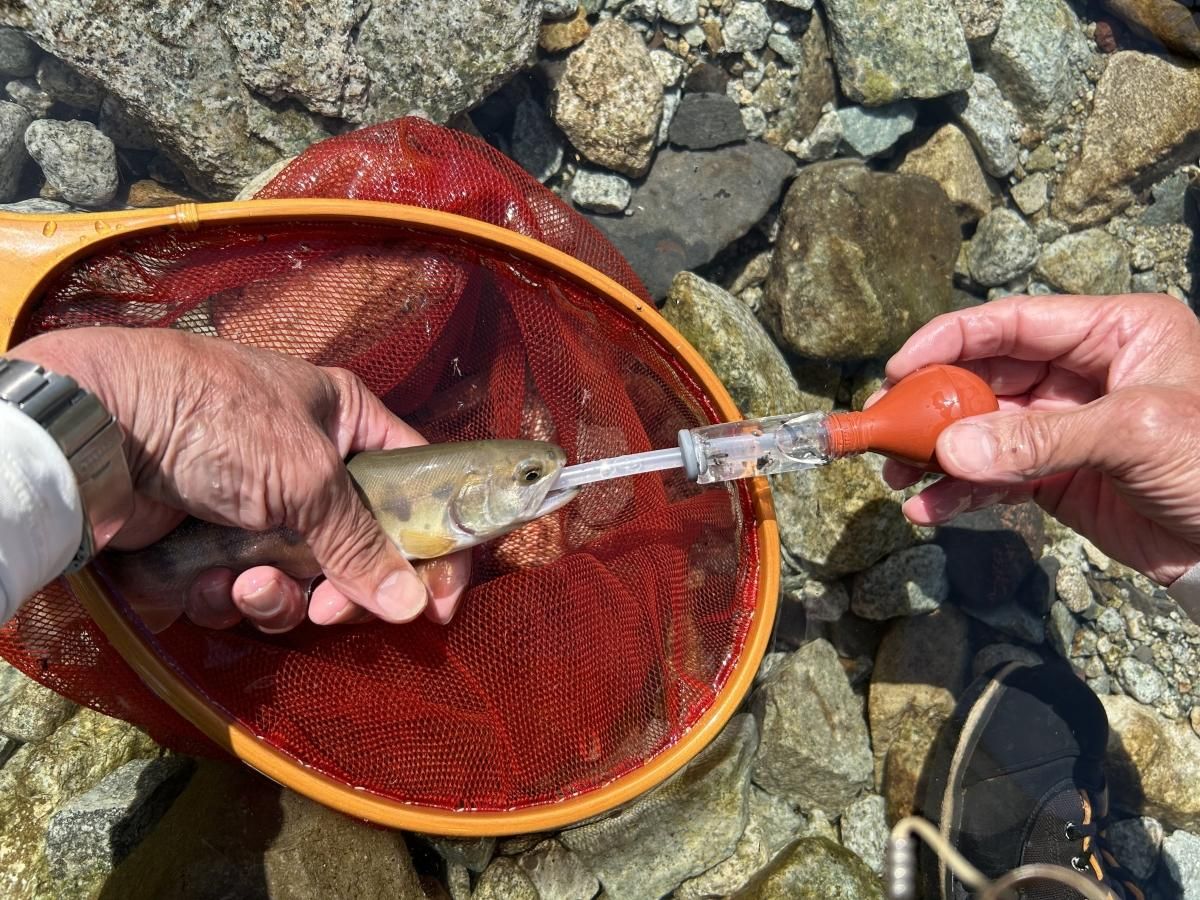 ビューマック（88g） - FFラボ