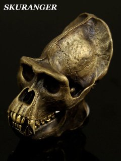 Gorilla Skull Specimen