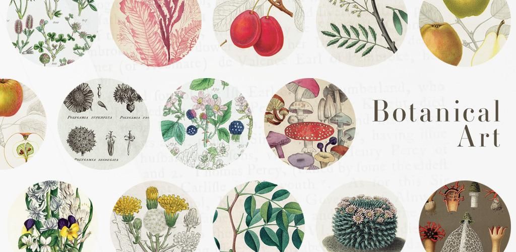 ボタニカルアート(植物画)Botanical アンティーク ボタニカルアート(植物画)Botanical アンティーク