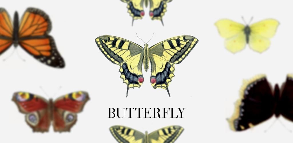 蝶(Butterfly) - インテリアにプラスしたくなる アンティーク 蝶(Butterfly) - インテリアにプラスしたくなる アンティーク