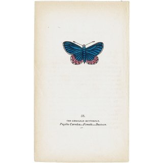 蝶々・バタフライプリントNo.38（Britain）