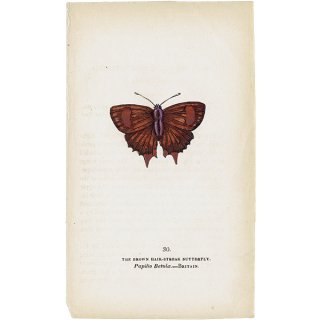 蝶々・バタフライプリントNo.30（Britain）