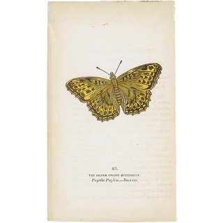 蝶々・バタフライプリントNo.43（Britain）