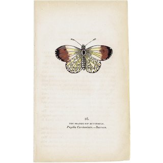 蝶々・バタフライプリントNo.16（Britain）