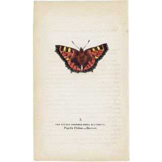 蝶々・バタフライプリントNo.3（Britain）