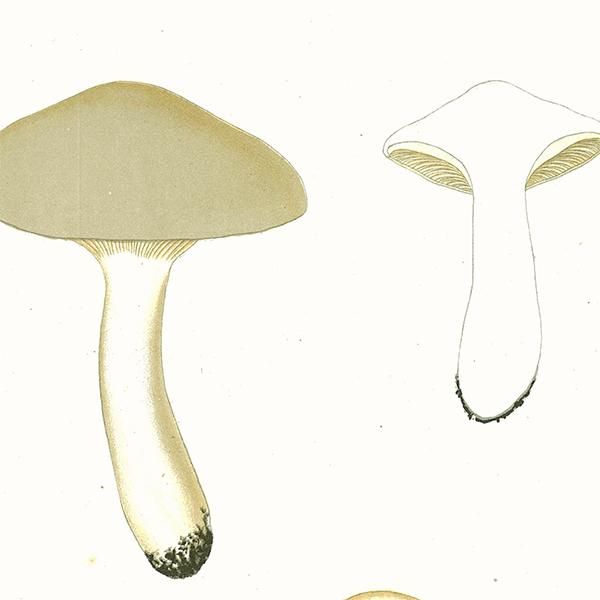 スウェーデン アンティークボタニカル キノコプリント 植物画
