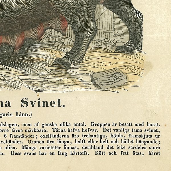 動物図鑑 豚の親子（家畜）スウェーデン 001(アンティークプリント)-