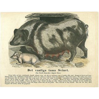 動物図鑑 豚の親子（家畜）スウェーデン 001(アンティークプリント)