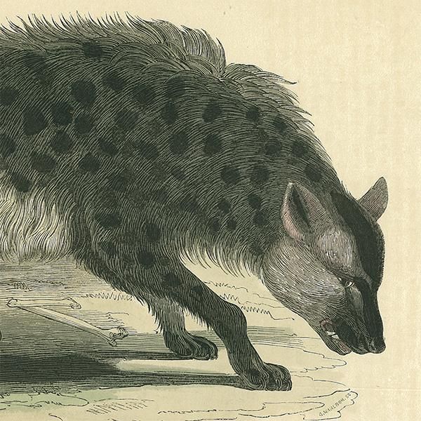 動物図鑑ハイエナ スウェーデン 003(アンティークプリント 動物図鑑ハイエナ スウェーデン 003(アンティークプリント