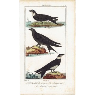 フランス アンティークプリント ツバメ 燕 鳥類 博物画 標本画 0050