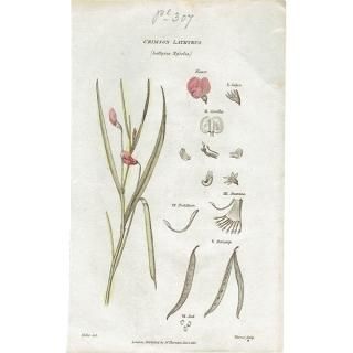 ボタニカルアート（植物画）Botanical アンティーク