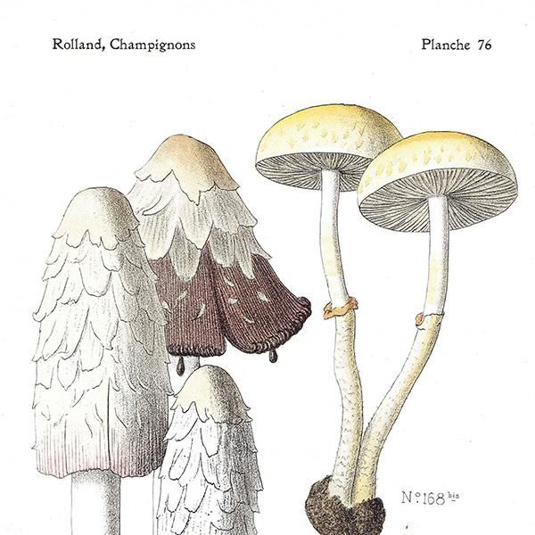 フランス キノコアンティークプリント ボタニカル植物画0085 アンティーク ヴィンテージの古いプリント 紙もの Comfy Design フランス キノコアンティークプリント ボタニカル植物画0085 アンティーク ヴィンテージの古いプリント 紙もの Comfy Design