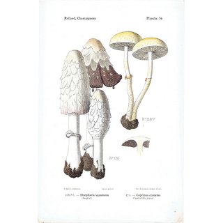 フランス キノコアンティークプリント ボタニカル植物画0085