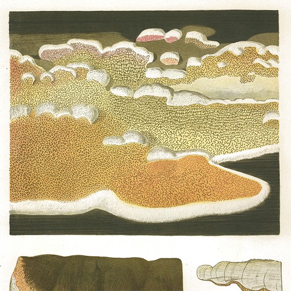 スウェーデン アンティークボタニカル キノコ断面図プリント 植物画0092