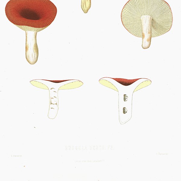 スウェーデン アンティークボタニカル キノコプリント 植物画0093