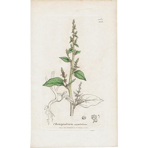 ꥹ ƥ ܥ˥륢(ॺӡ J.Sowerby) ʪ0107