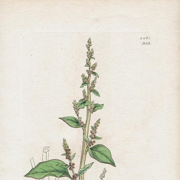 ꥹ ƥ ܥ˥륢(ॺӡ J.Sowerby) ʪ0107