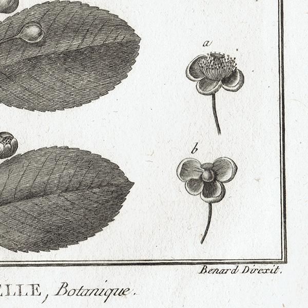 ƥܥ˥ץ(HISTOIRE NATURELLE,Botanique:ɥ) ʪ0109