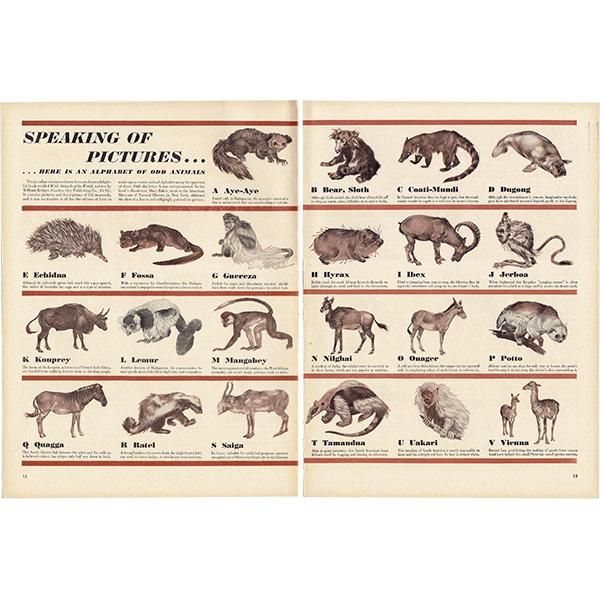 特別オファー アメリカのヴィンテージ雑誌より～アルファベットで学ぶ珍動物 その他