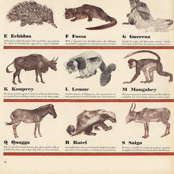 アメリカのヴィンテージ雑誌より～アルファベットで学ぶ珍動物