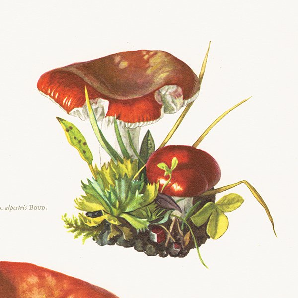 フランス ヴィンテージキノコプリント(ドクベニタケ｜Russula emetica