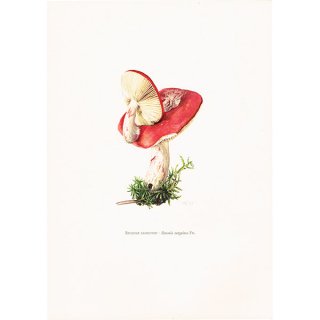 ե ơΥץ(֥٥˥Russula rosea) ʪ0110