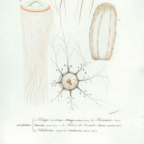 ե󥹥ƥץ 餲 Dictionnaire universel d'histoire naturelleʪ0004