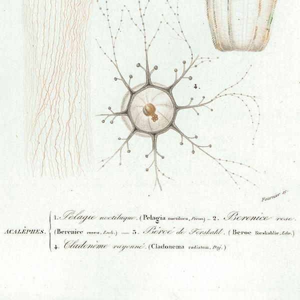 ե󥹥ƥץ 餲 Dictionnaire universel d'histoire naturelleʪ0004