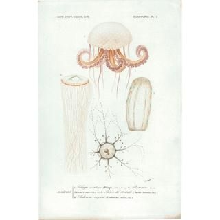 ե󥹥ƥץ 餲 Dictionnaire universel d'histoire naturelleʪ0004