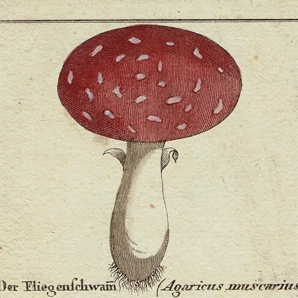 ドイツ アンティークキノコプリント 薬用 植物画0112