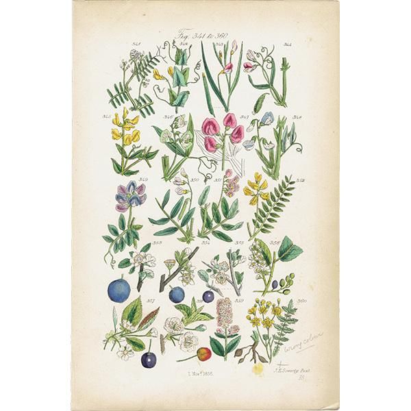 イギリス ボタニカルプリント 植物画 John Edward Sowerby 0117 アンティーク ヴィンテージの古いプリント 紙もの Comfy Design