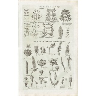 イギリス ボタニカルプリント/植物画BOTANY(1786) 0127