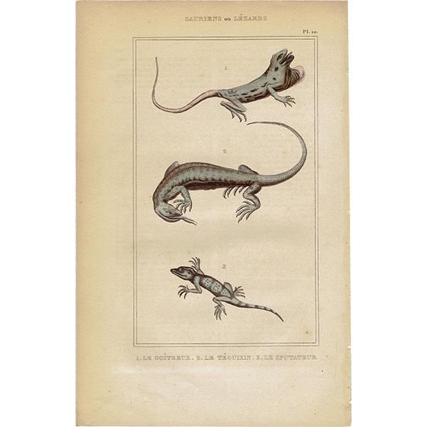 フランス アンティークプリント トカゲ 爬虫類 博物画 標本画|0065 フランス アンティークプリント トカゲ 爬虫類 博物画 標本画|0065