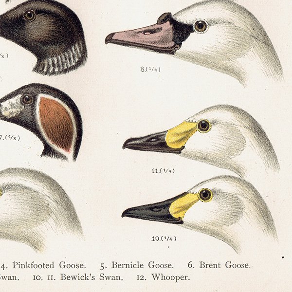 イギリス アンティークプリント 鳥 くちばし 博物画 標本画｜0069