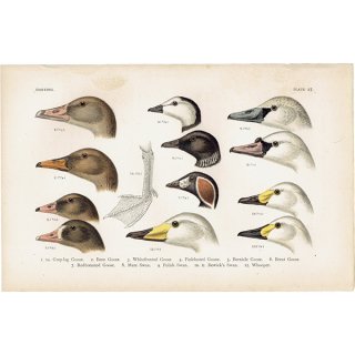 イギリスアンティークプリント 鳥 くちばし 博物画｜0069